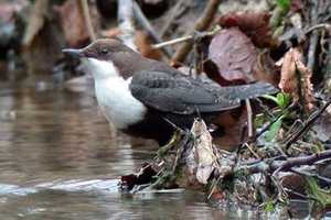 Dipper