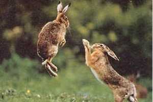 Hares