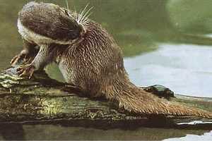 Otter